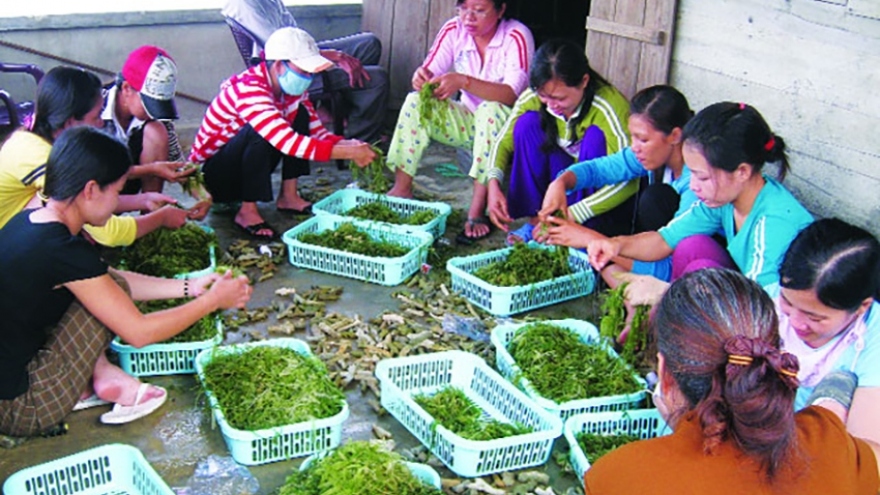 Seaweed can become key economic industry of seafood sector